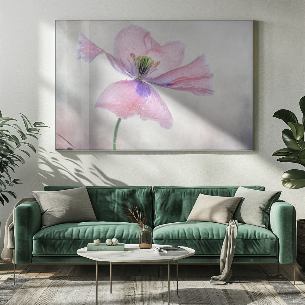 Pastellmohn