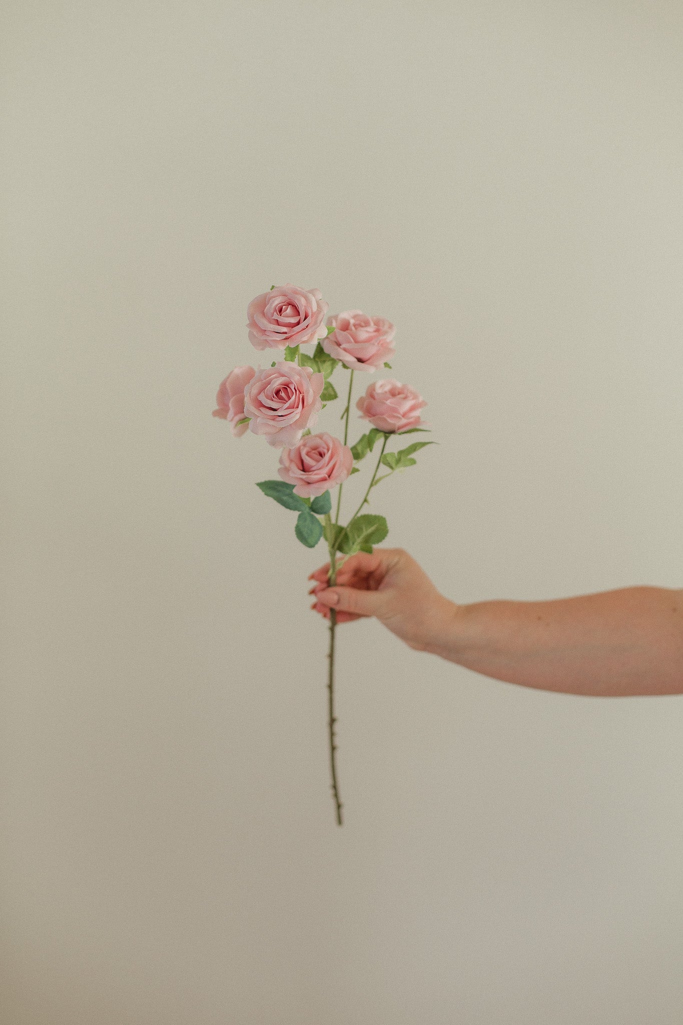 Kleiner Rosenstiel