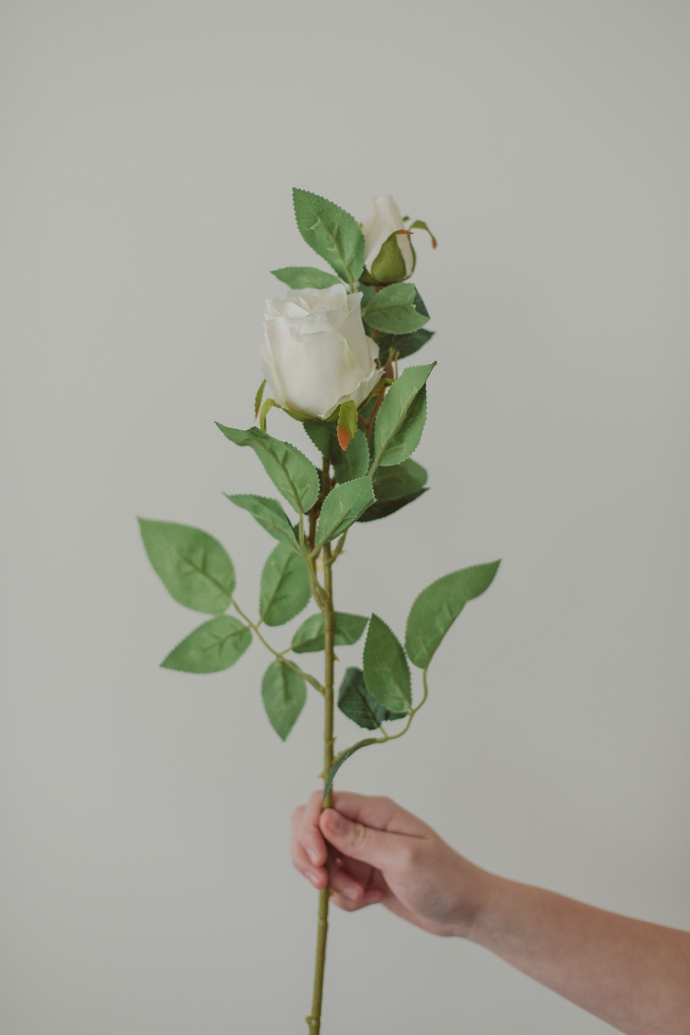 Klassische Rose