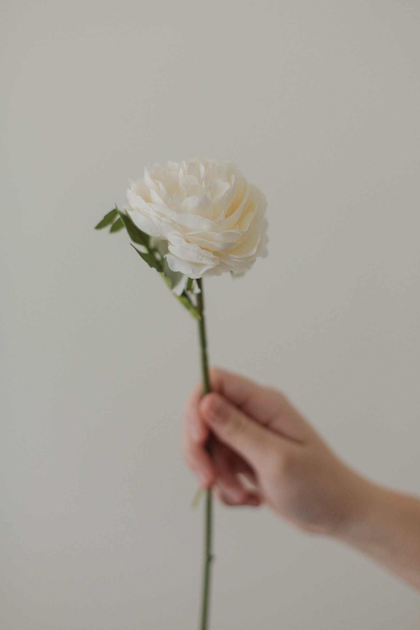 Englische Rose