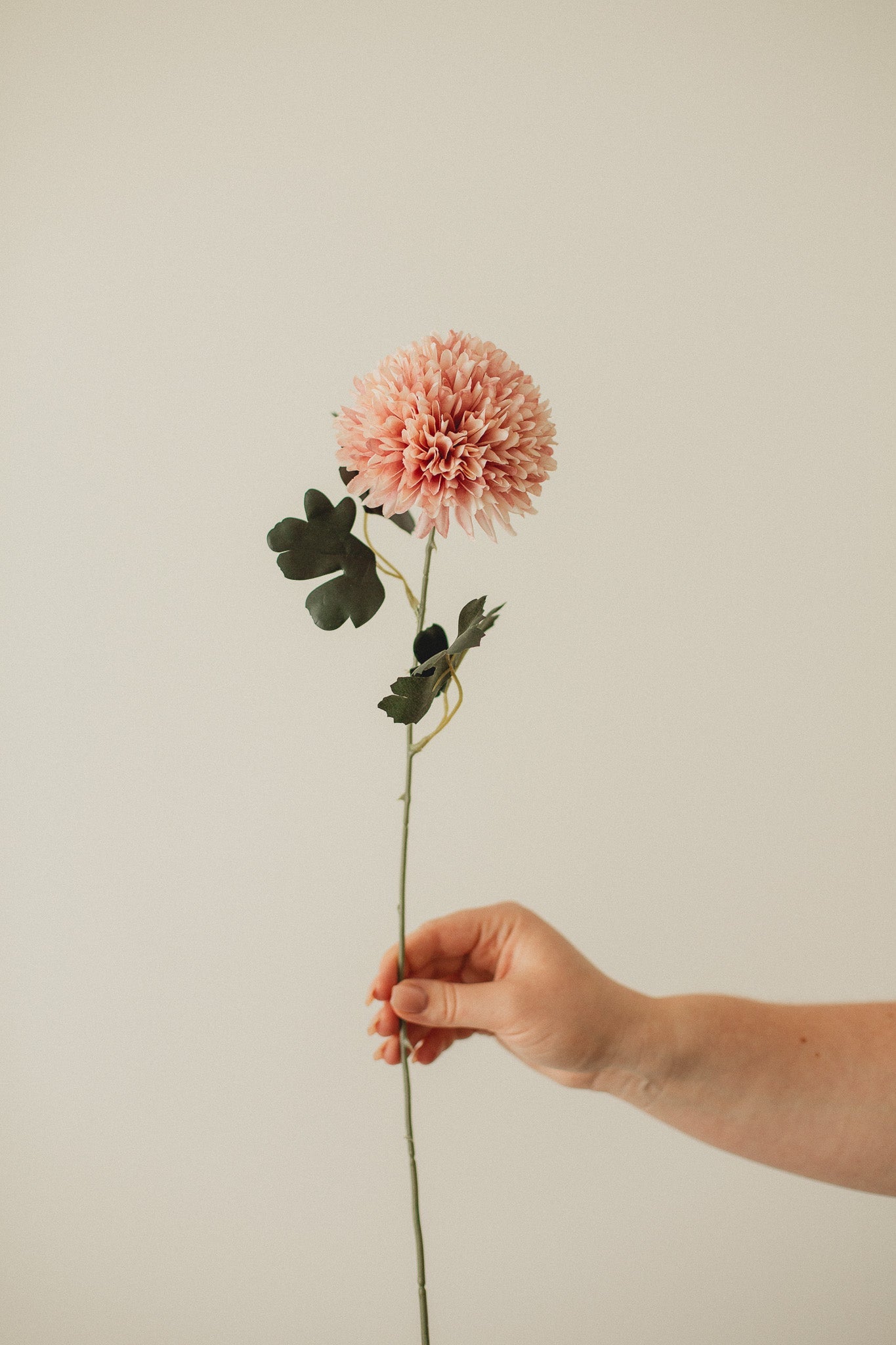 Chrysantheme