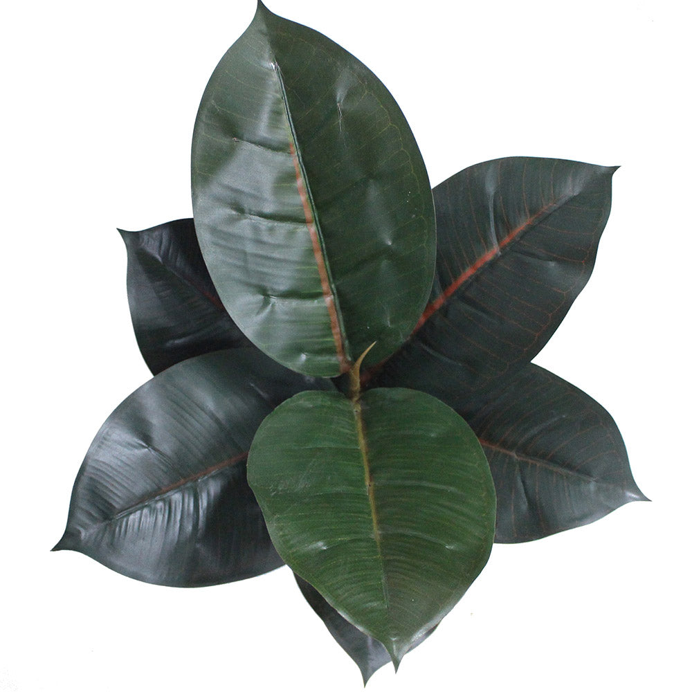Mongui Kunstkautschuk Topfpflanze 1.2'