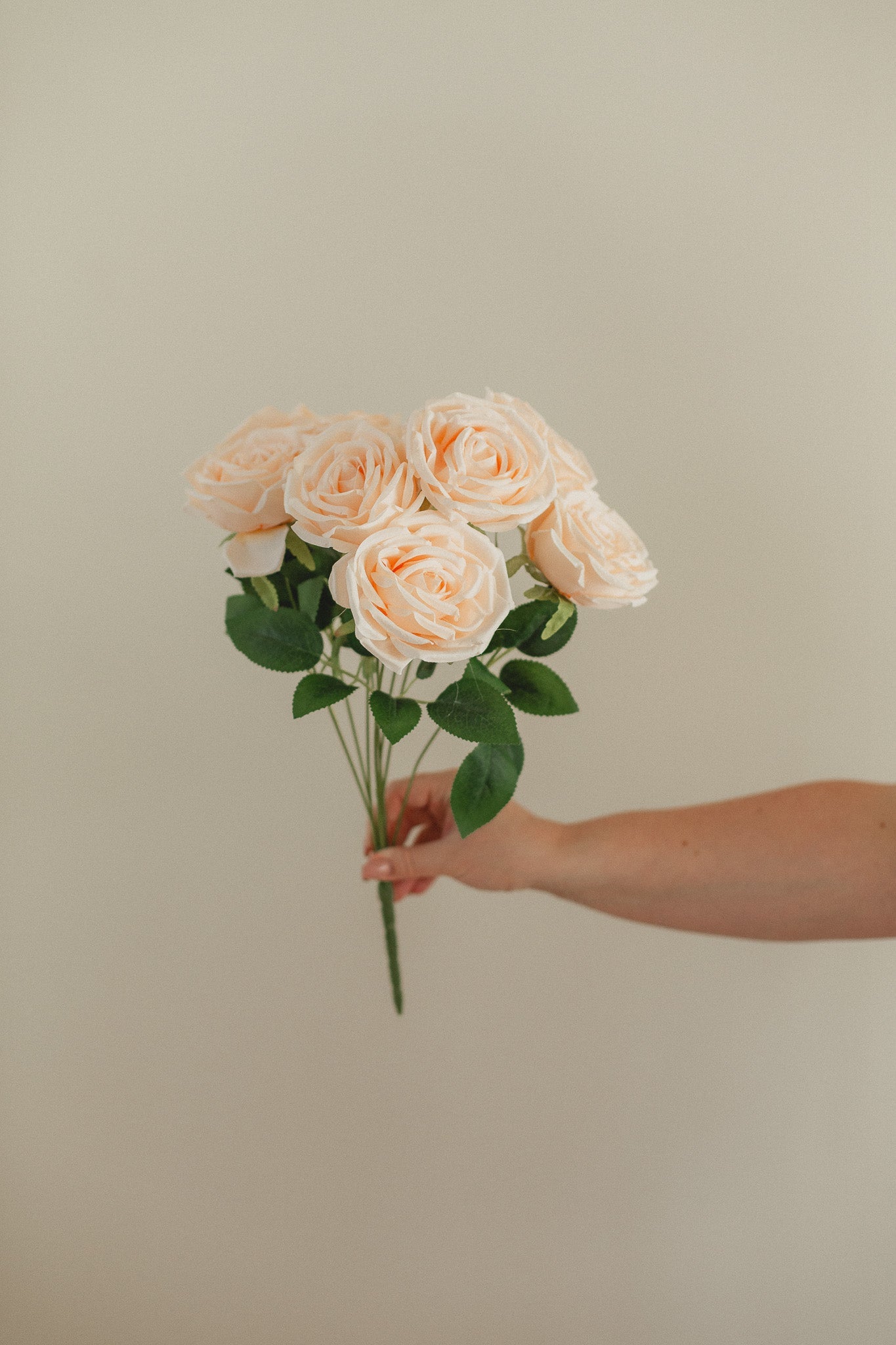 Neues Rosen-Bundle