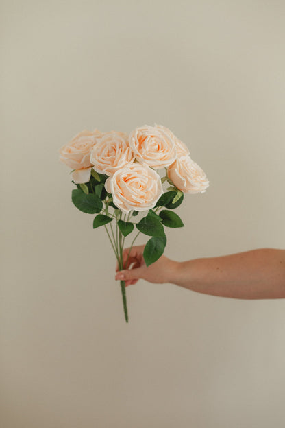 Neues Rosen-Bundle