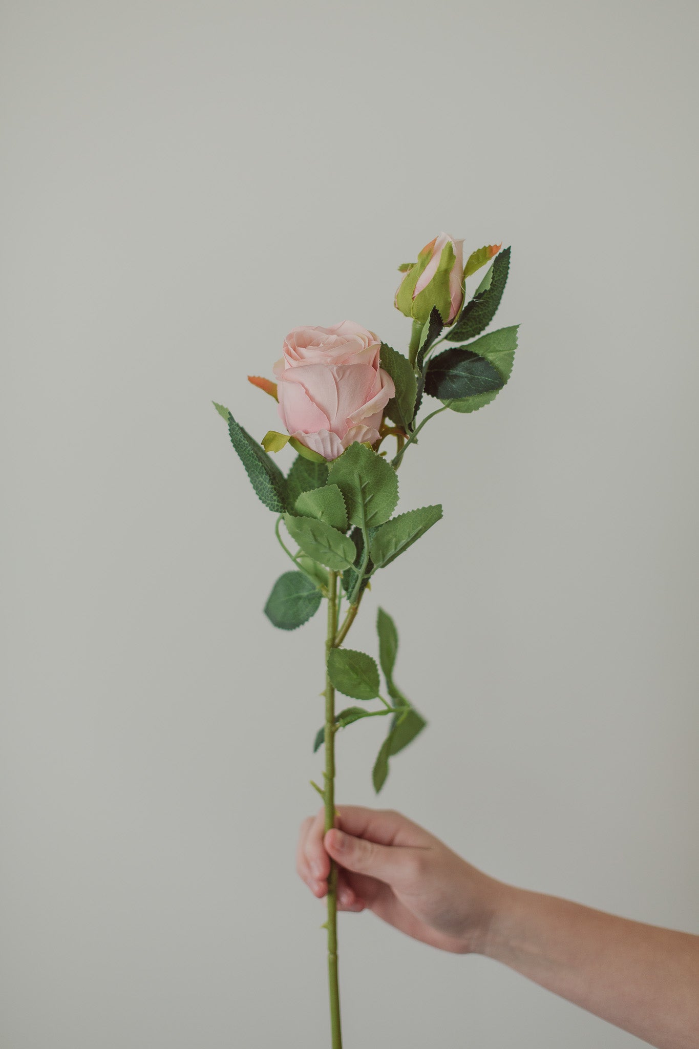 Klassische Rose