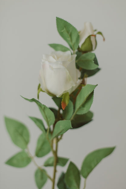 Klassische Rose
