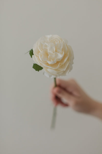 Englische Rose