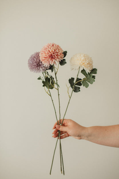 Chrysantheme