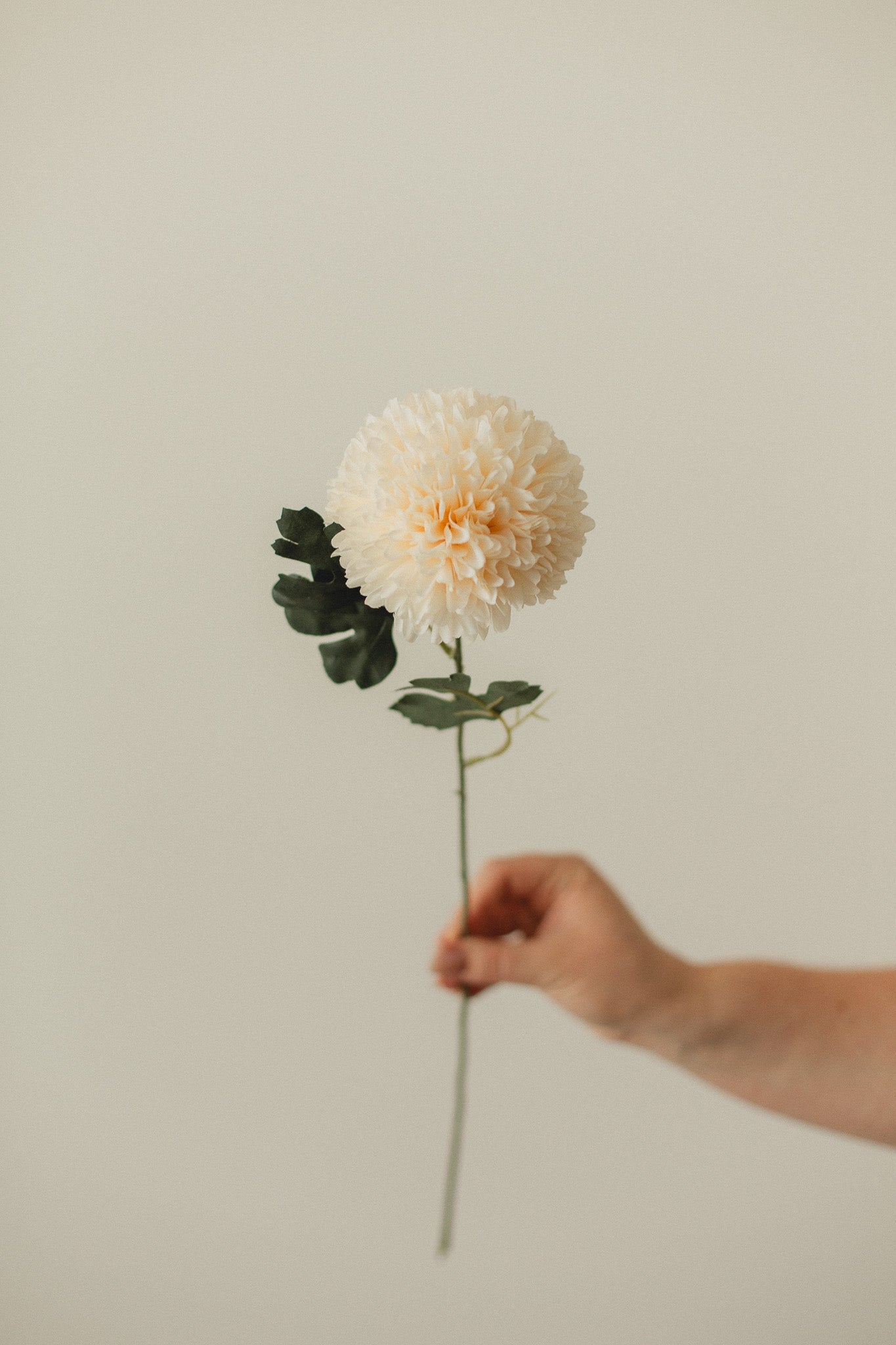 Chrysantheme