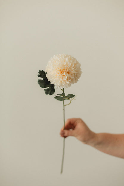 Chrysantheme
