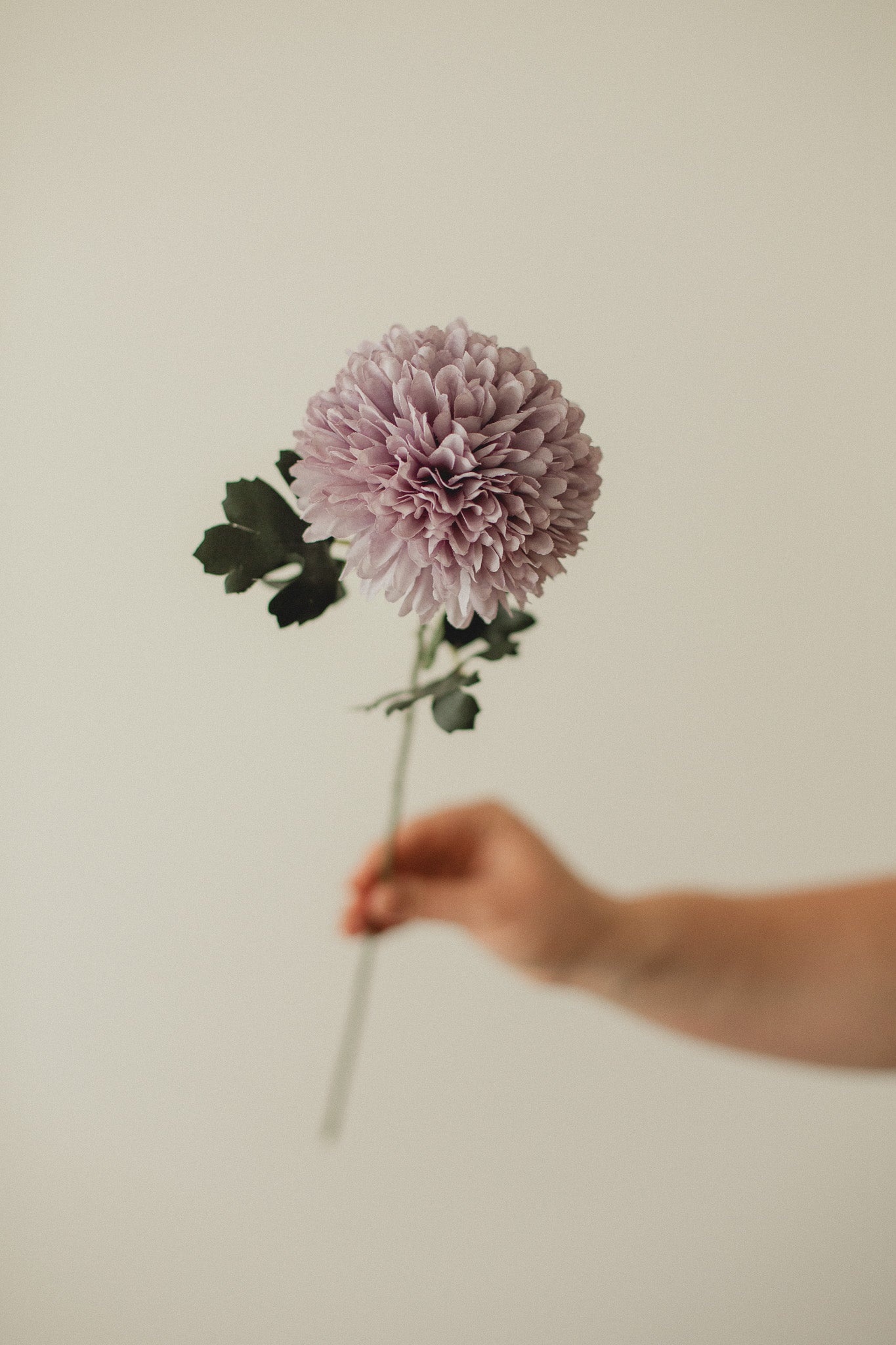 Chrysantheme