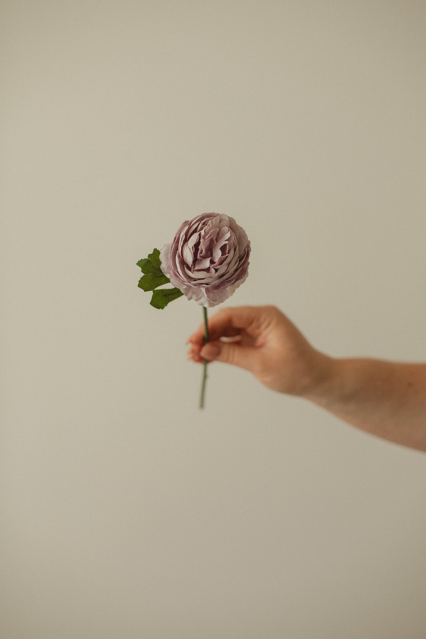 Englische Rose