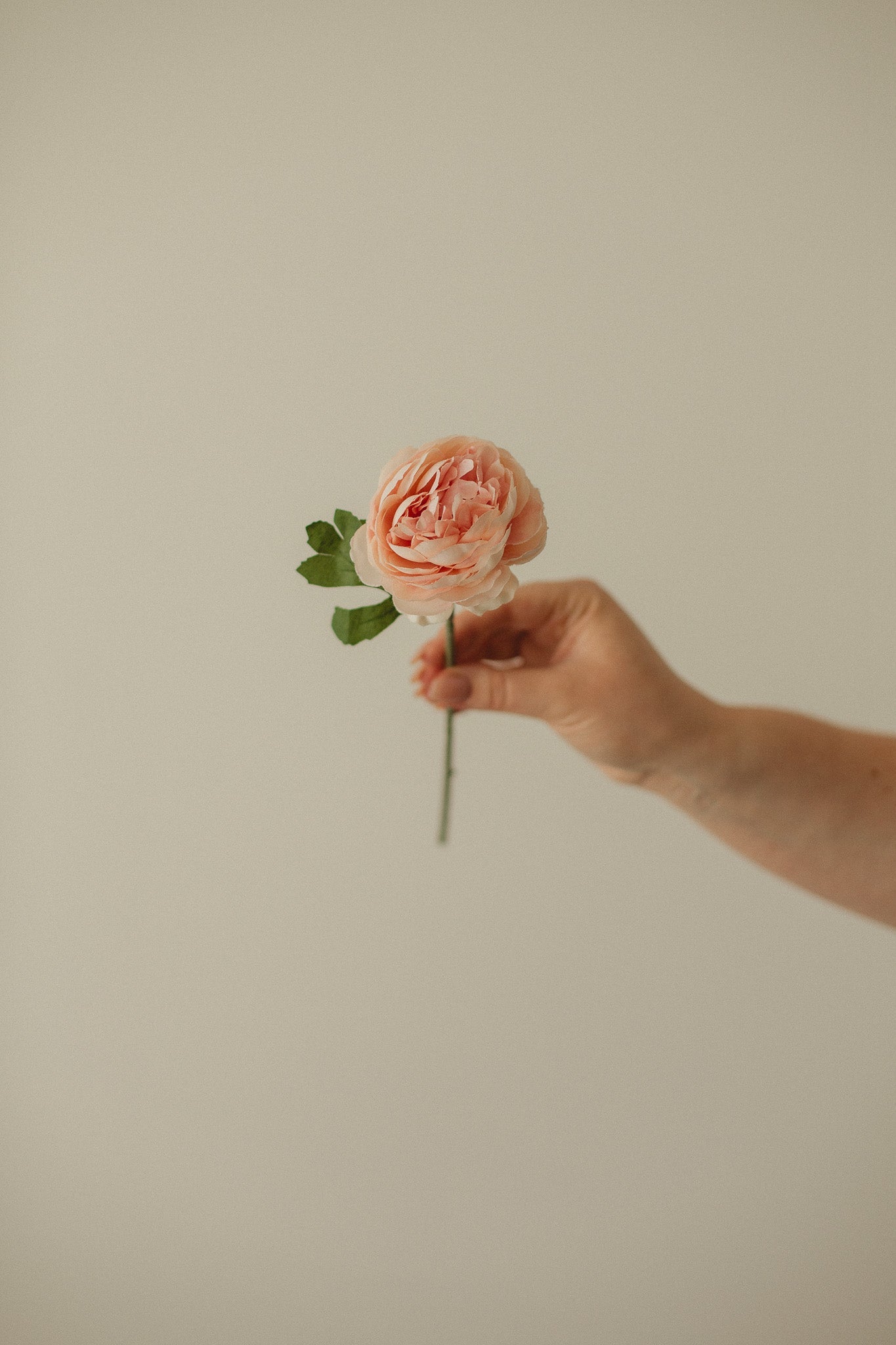 Englische Rose