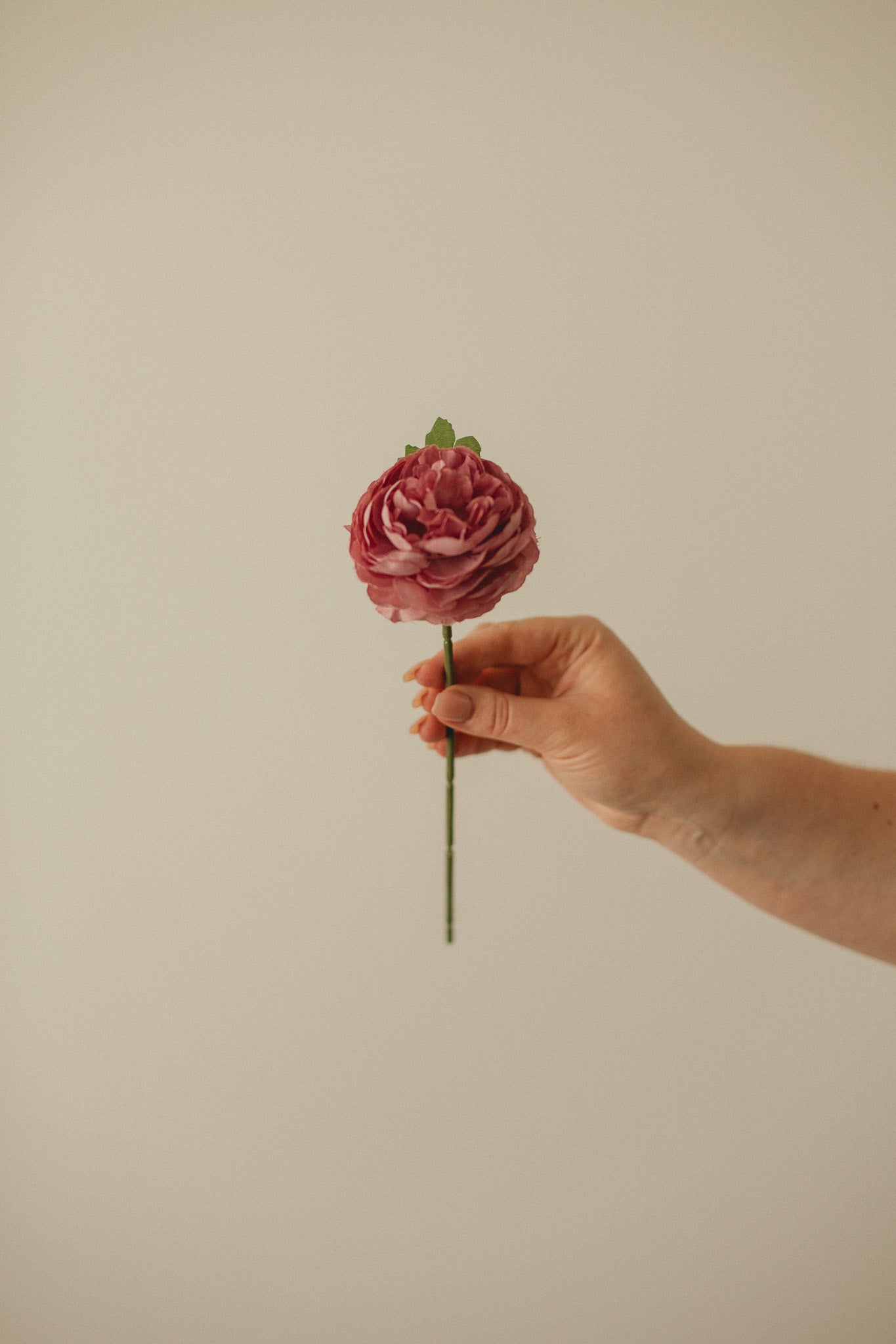 Englische Rose