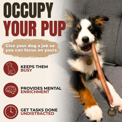Bully Bunches Premium (12" Standard - 5 Pack) Odour-Free, Consistently Sized Bully Sticks for Medium Dogs - Long Lasting Oral Care Chews - All Natural Single Ingredient, Beef Dog Treat, No Rawhide 🍁 All In One Marketplace Canada