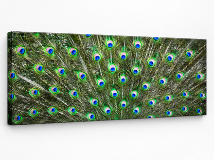 Große Leinwand Wandkunst – Pfauenfedern – Naturkunstwerk