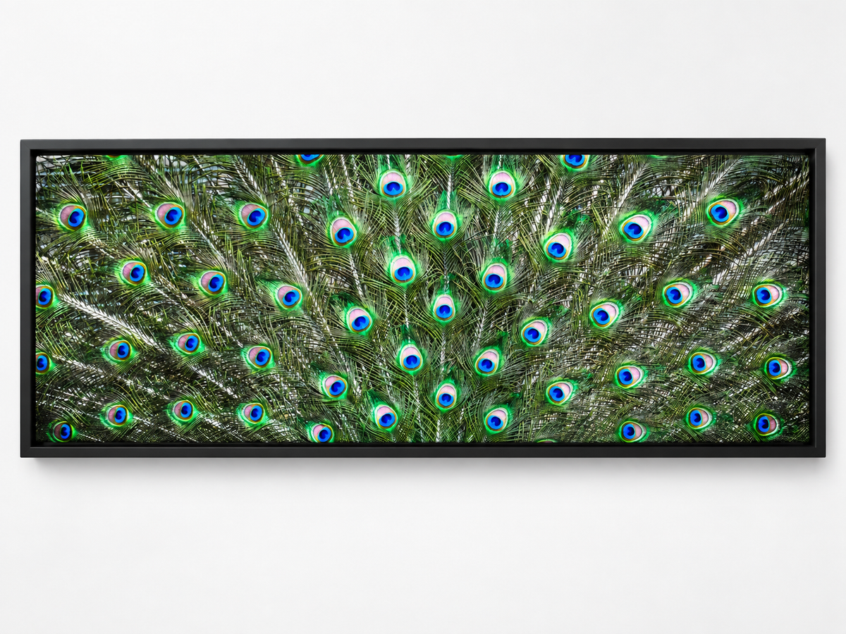Große Leinwand Wandkunst – Pfauenfedern – Naturkunstwerk