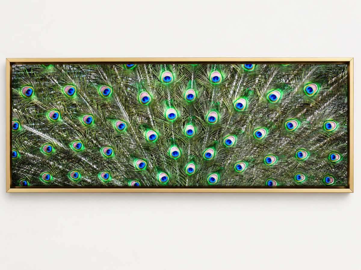 Große Leinwand Wandkunst – Pfauenfedern – Naturkunstwerk
