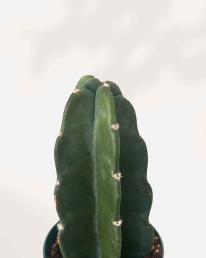 Cactus Cuddly