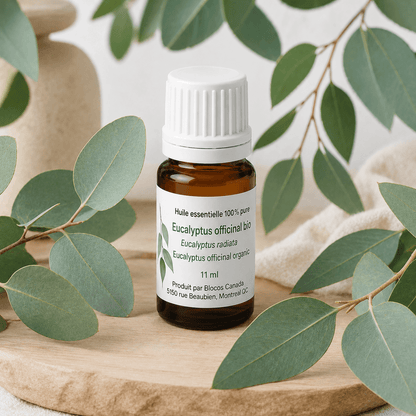 Eucalyptus officinal (Radiata)