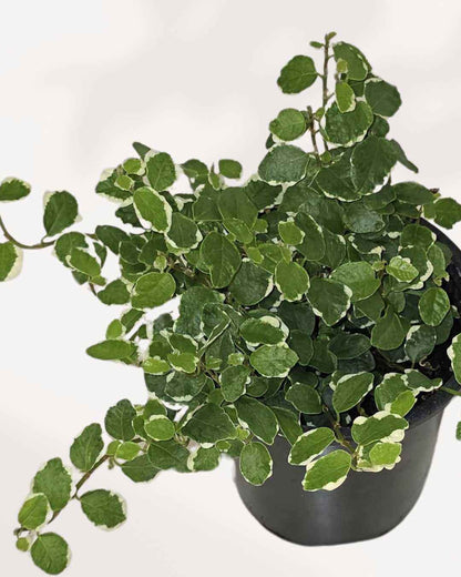 Ficus Repens