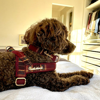 Welsh Leash with hands-free extension
