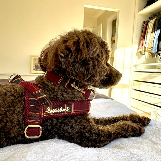Welsh Leash with hands-free extension