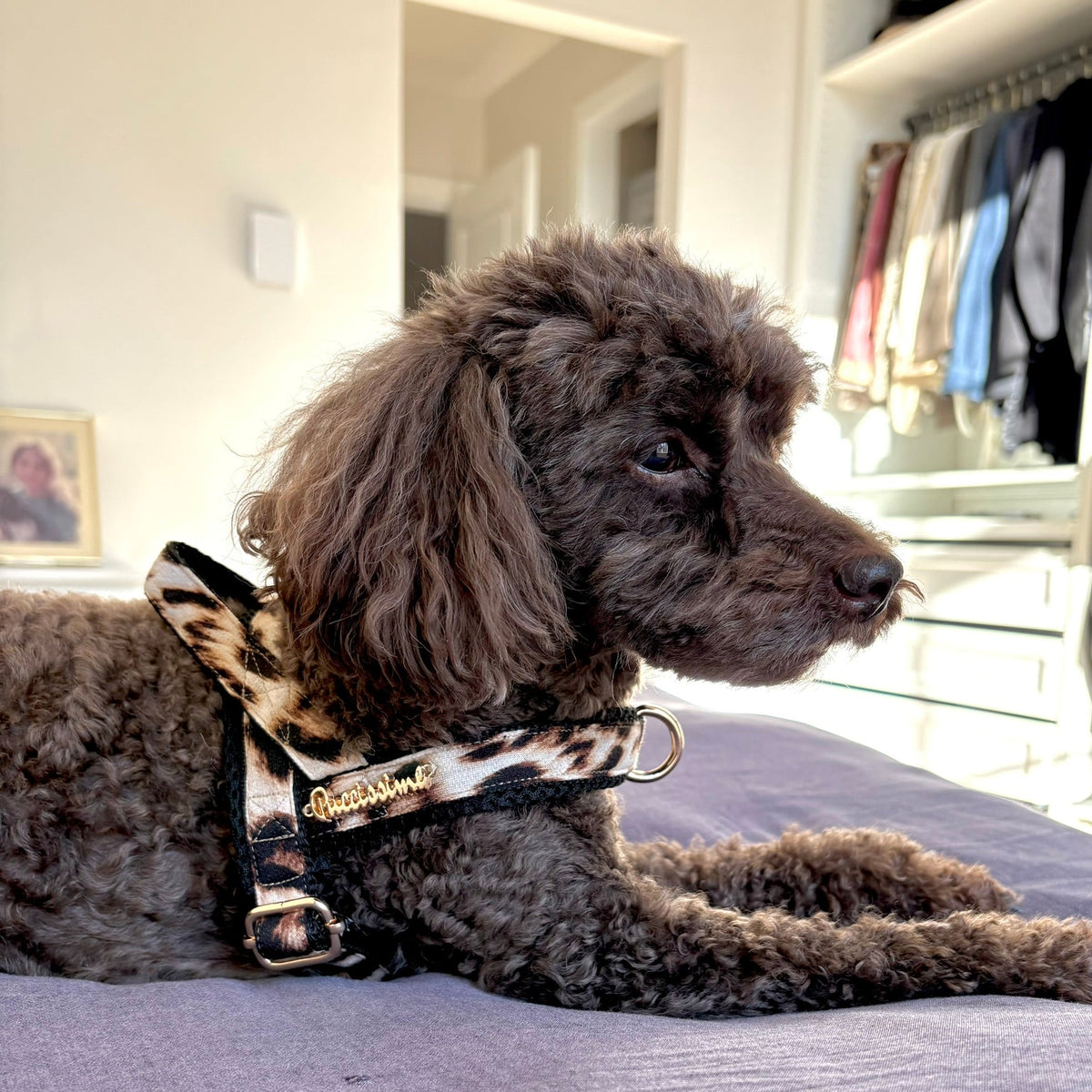 Leopard collar