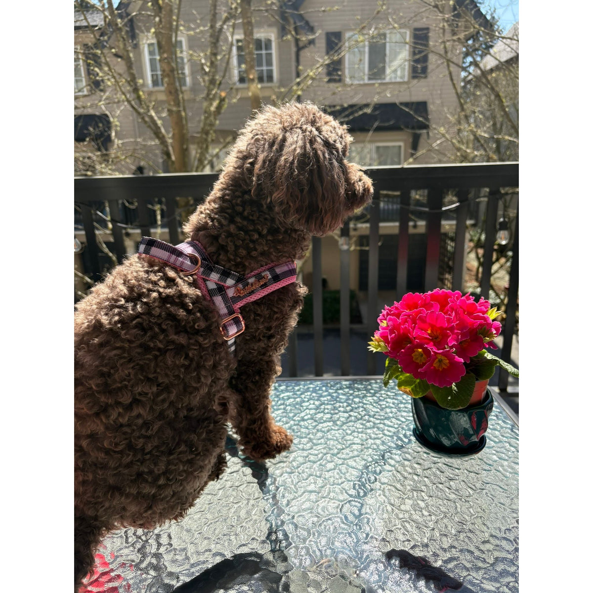Blossom leash with hands-free extension