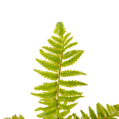 Kuta Potted Faux Fern