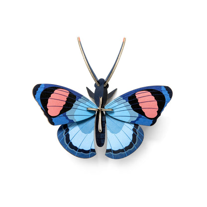 Peacock Butterfly