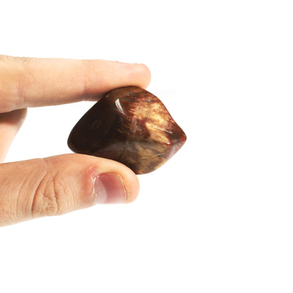 Petrified Wood Tumbled Stones - Madagascar