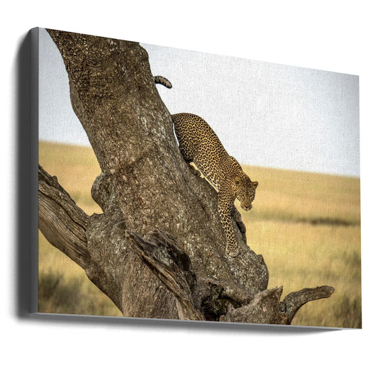 Wandbild Leopard - Serengeti, Tansania