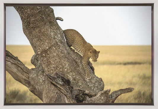 Wandbild Leopard - Serengeti, Tansania