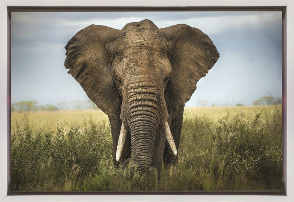 Wandkunst-Begegnungen in der Serengeti. Elefant