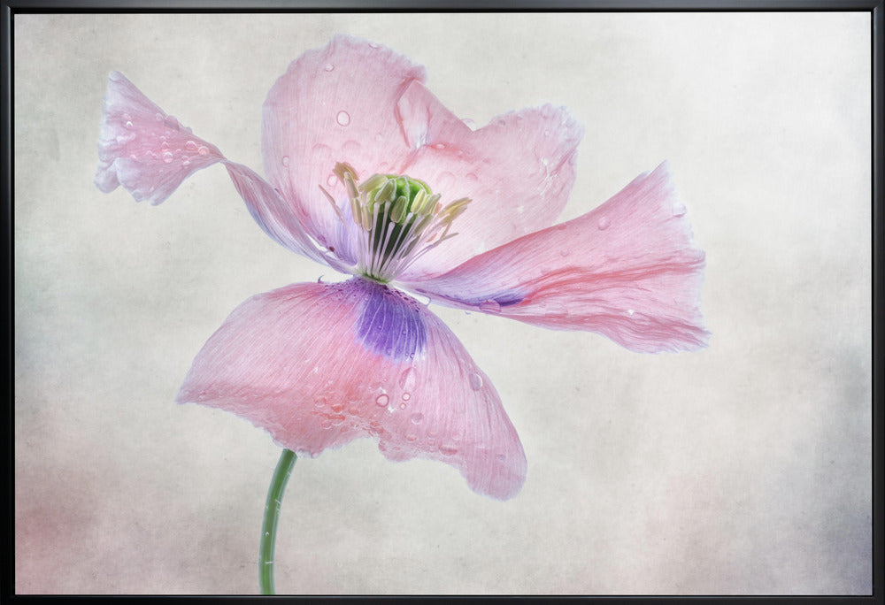 Pastellmohn