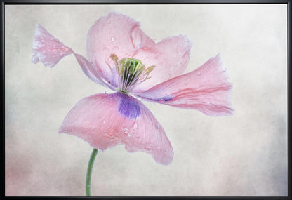 Pastellmohn