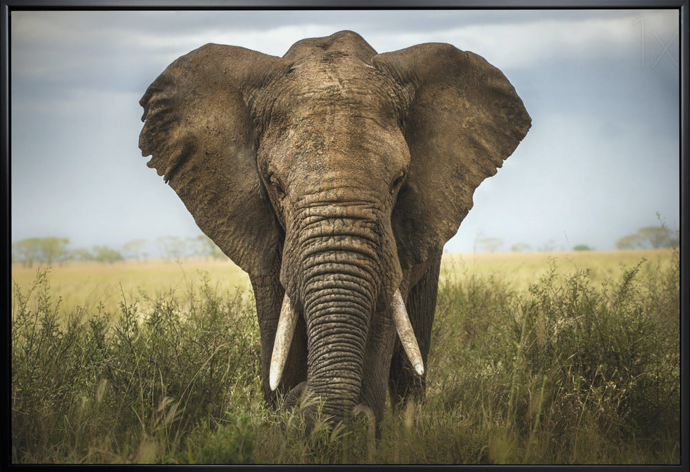 Wandkunst-Begegnungen in der Serengeti. Elefant
