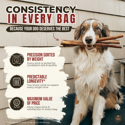 12 Inch Thick Braided Bully Stick