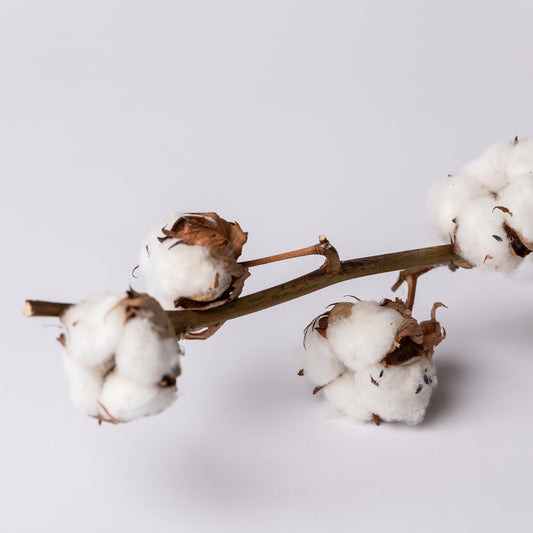 Coton