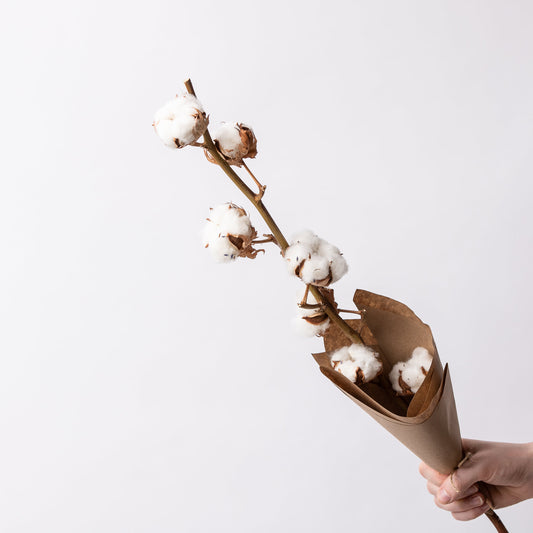 Coton