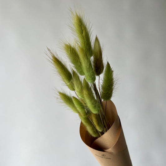Lagurus verts