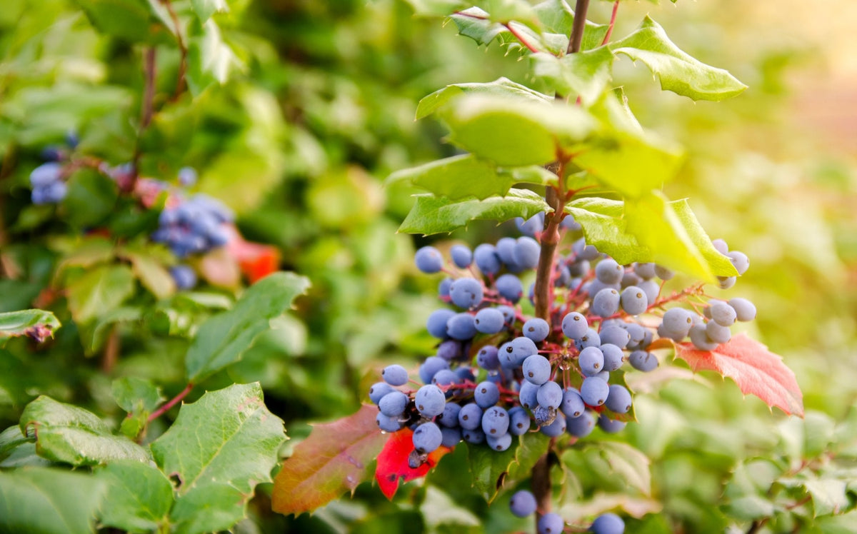 Wild Oregon Grape Root