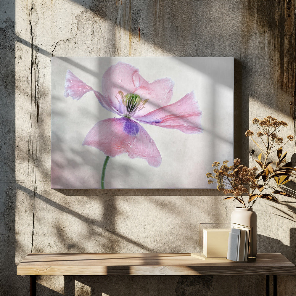 Pastellmohn