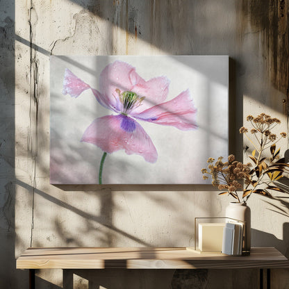 Pastellmohn