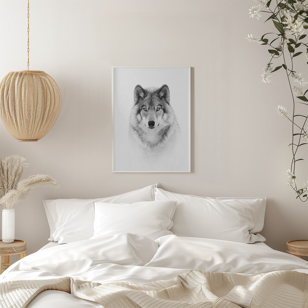 Portrait of a Timber Wolf
