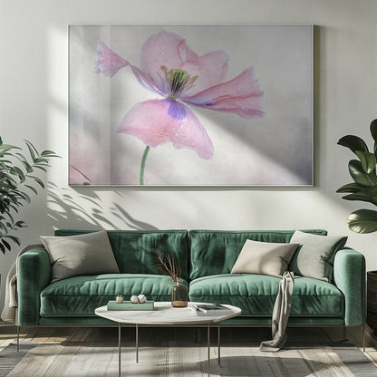 Pastellmohn