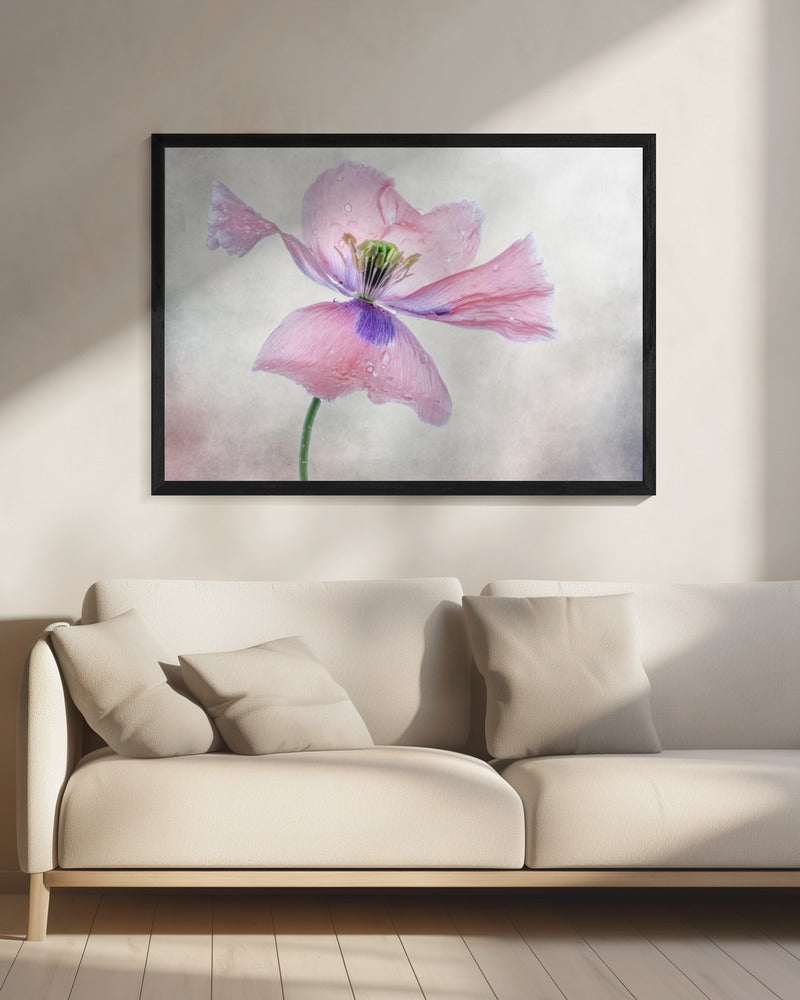 Pastellmohn