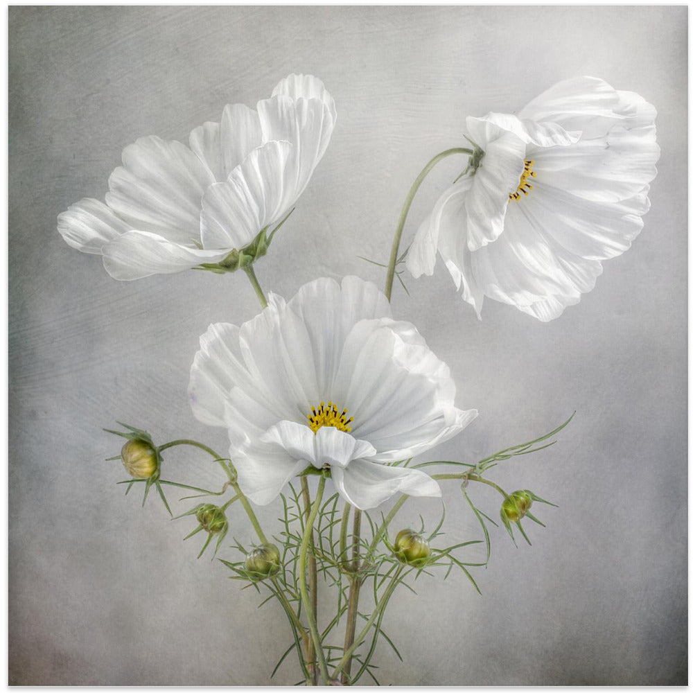 Wandkunst Kosmos Charme Irisse