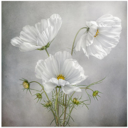 Wandkunst Kosmos Charme Irisse